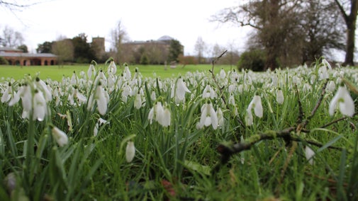 Snowdrops against the loggia at Kedleston Hall